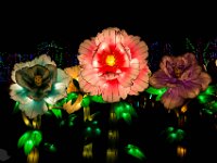 Festival des lanternes Pivoines du Palais Royal