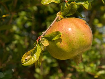 Stella Croatica