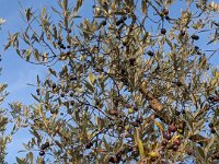 059-Corese Terra-PXL_20251019_152525735