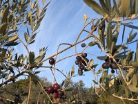 060-Corese Terra-PXL_20251019_152614298